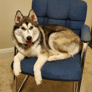 Meet your Posher, Karl